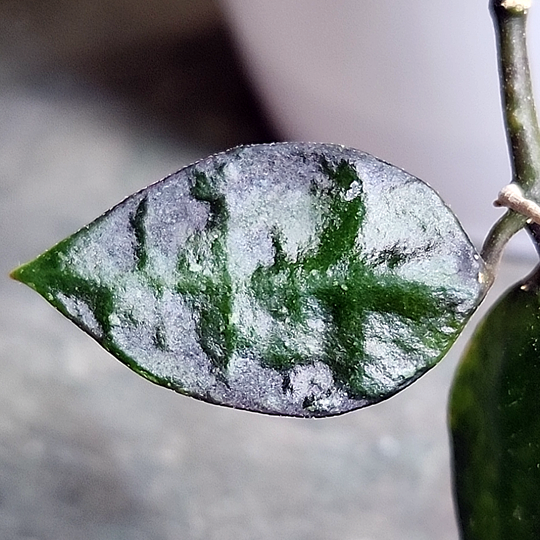 Hoya krohniana 'Black'