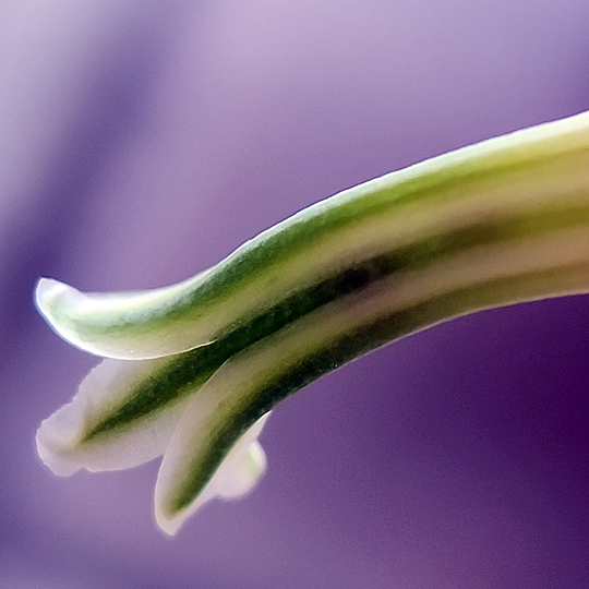 Haworthia fasciata