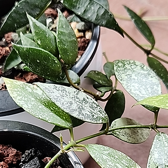 Hoya lacunosa 'Laos' and Hoya lacunosa 'Poonsak'