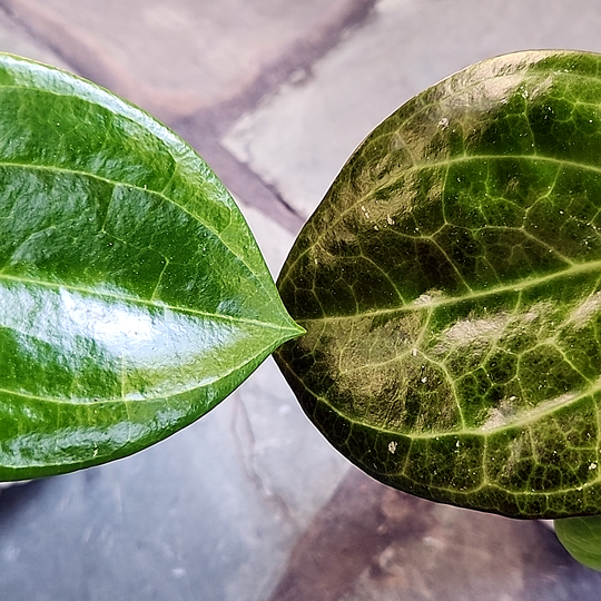 Hoya latifolia 'Sarawak' and Hoya merrillii