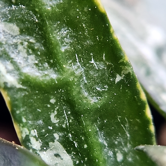 Hoya lacunosa 'Mr Tent'