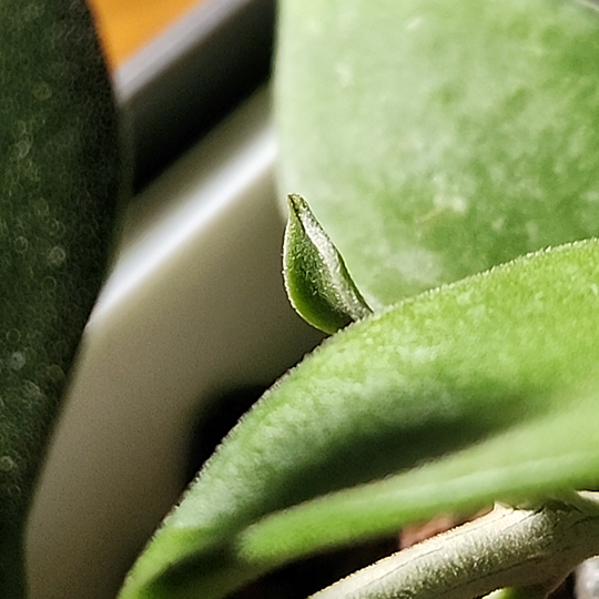 Hoya nummularioides