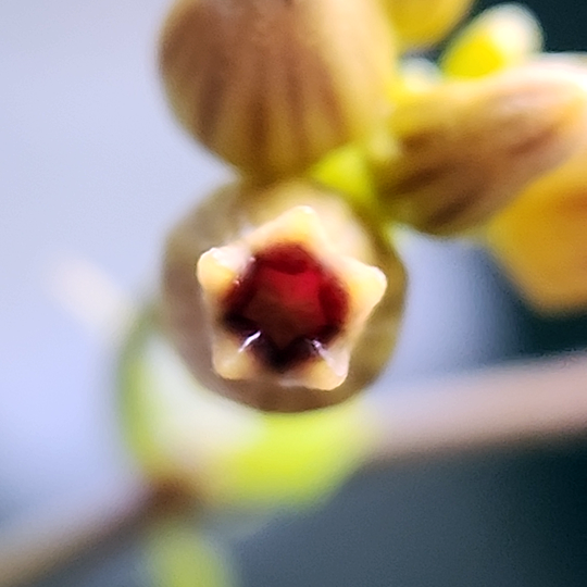 Dischidia ovata bloom