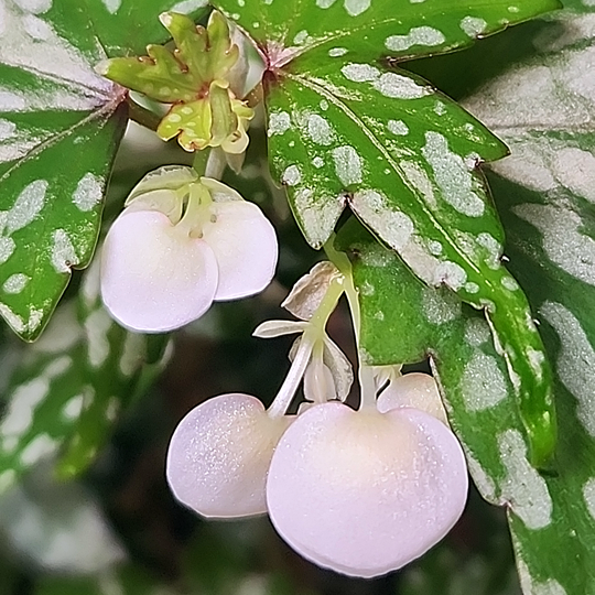 Begonia dregei 'Glasgow'