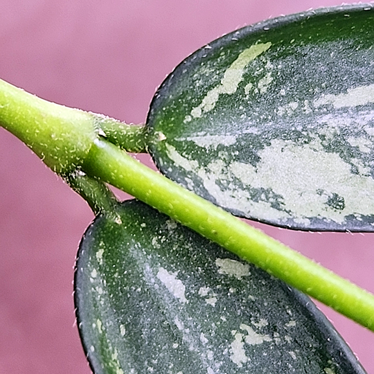 Hoya burmanica