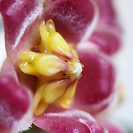 Hoya davidcummingii