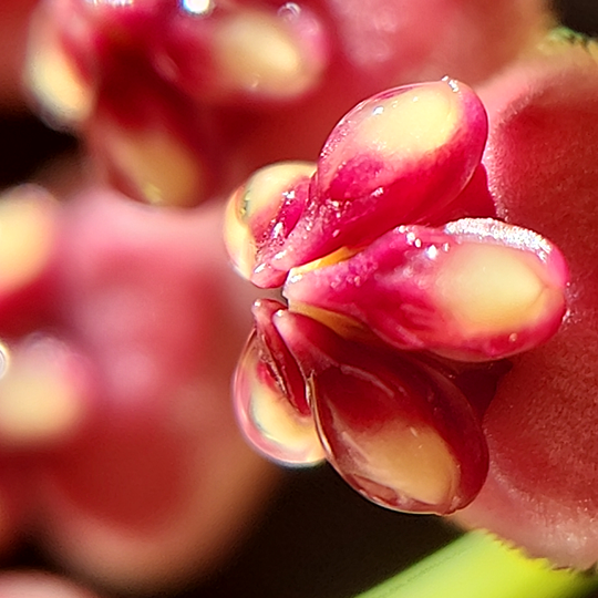 Hoya wayetii