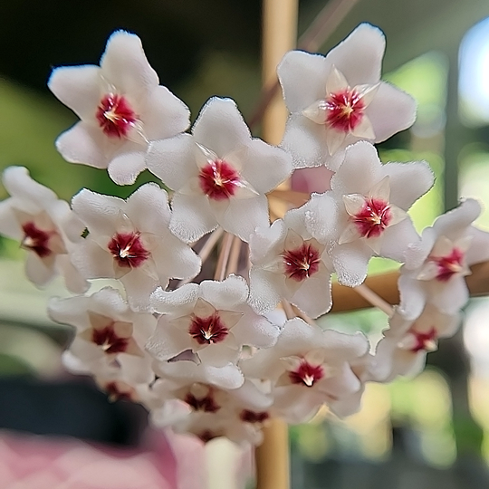 Hoya carnosa Krimson Queen