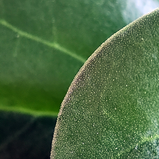 Hoya pachyclada or Hoya subquintuplinervis