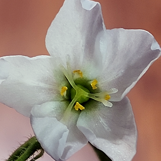 Drosera capensis blossom