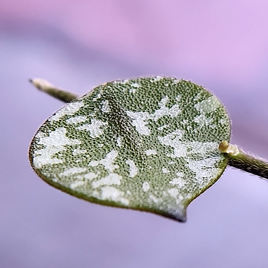 Hoya curtisii