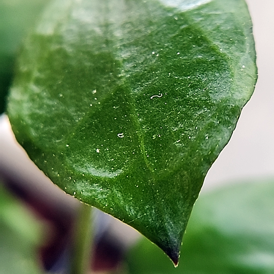 Hoya endauensis