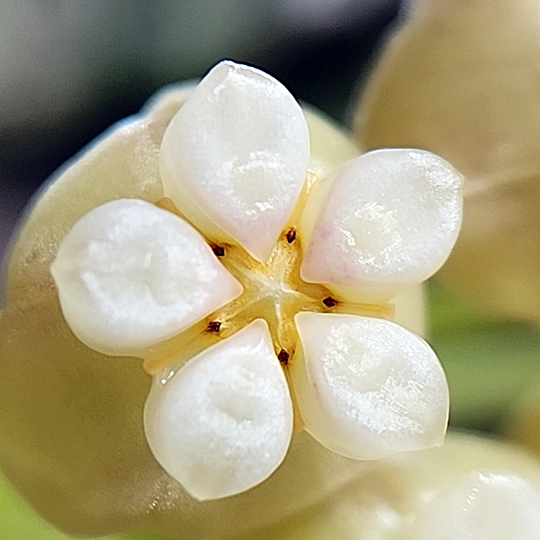 Hoya nicholsoniae (fka hellwigiana) bloom