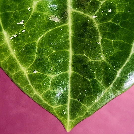 Hoya latifolia 'Sarawak'