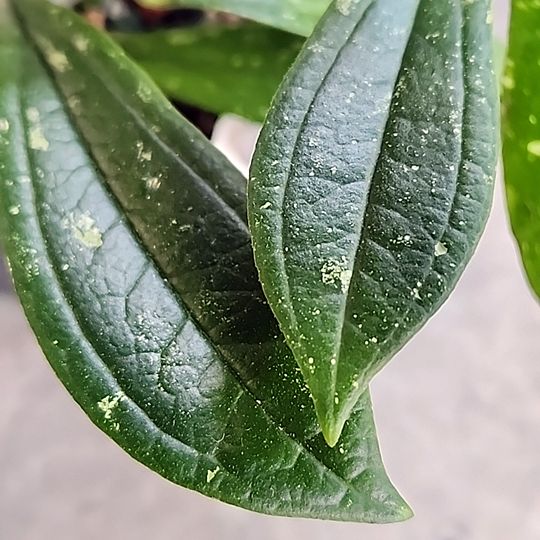 Hoya rigidifolia