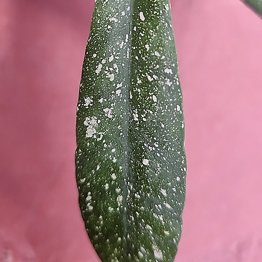 Hoya scortechinii