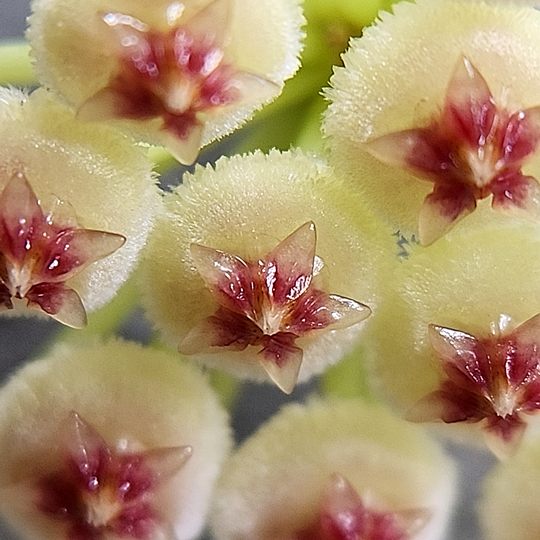 Hoya sipitangensis