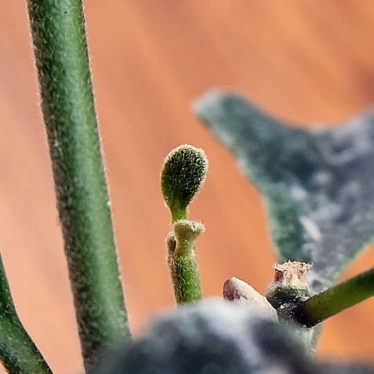 New hoya leaves