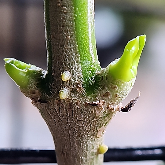 Hoya sp AH-014