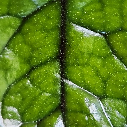 Hoya globulosa 'Cao Bang' or Hoya villosa 'Cao Bang'