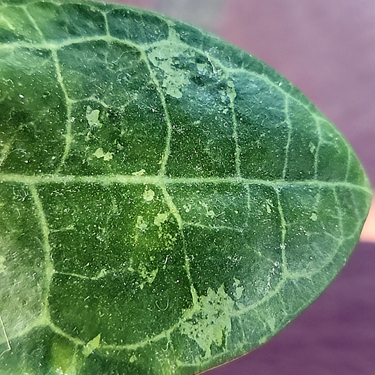 Hoya elliptica