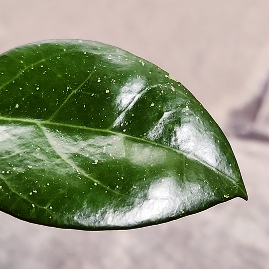 Hoya sp MA-03 'Anjuk Ladang'