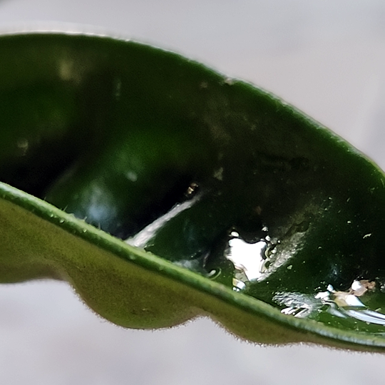 Hoya carnosa 'Krinkle 8'