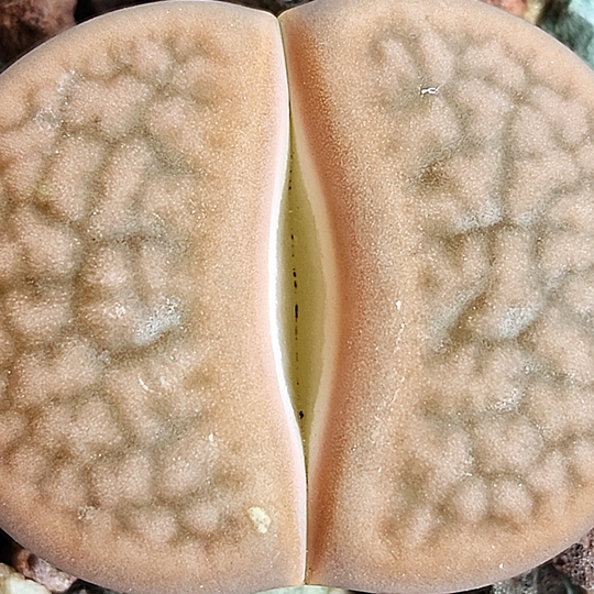 Lithops