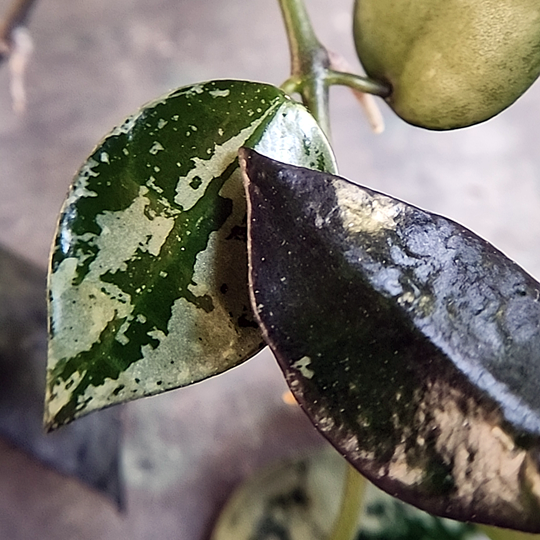 Hoya krohniana 'Silver' and Hoya krohniana 'Black'