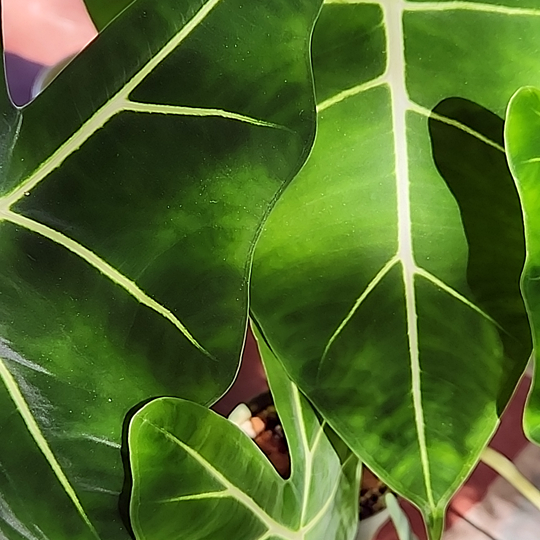 Alocasia micholitziana 'Frydek'