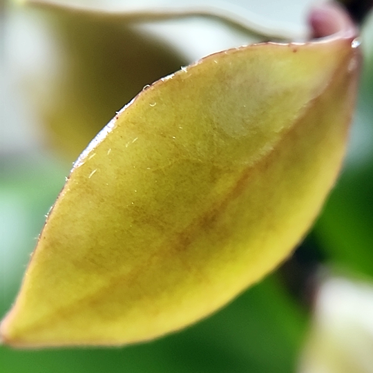 Hoya brevialata