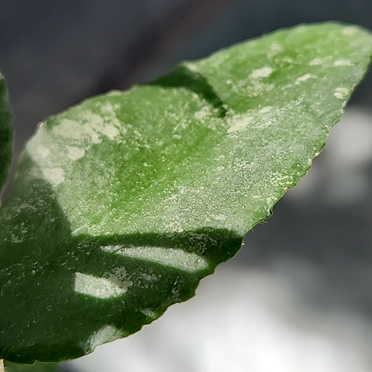 Hoya caudata leaf