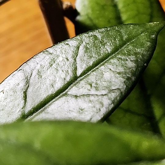 Hoya crassipetiolata