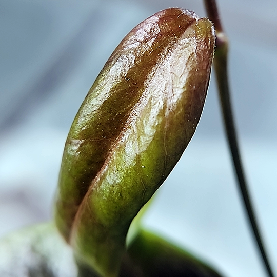 New leaf on Hoya 'Iris Marie'