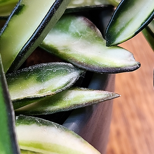 Hoya kentiana (inner variegated)