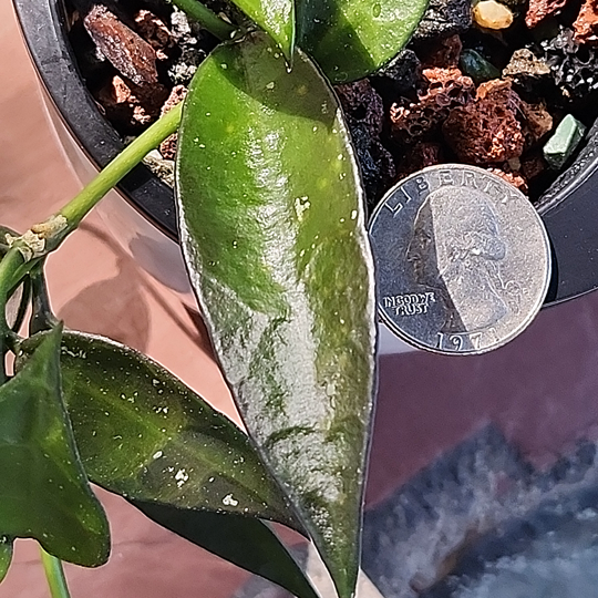 Hoya lacunosa 'Giant Leaf'