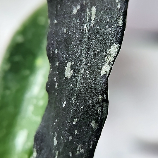 Hoya mirabilis 'Clone B' leaves