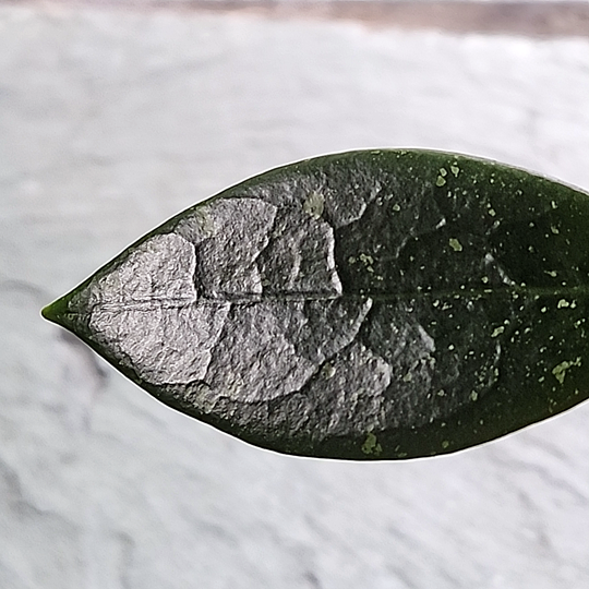 Hoya plicata leaf