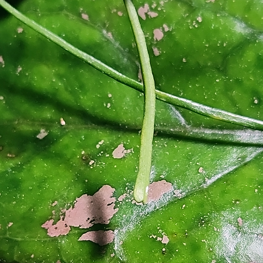 Hoya retusa and Hoya 'Leoensis' leaves