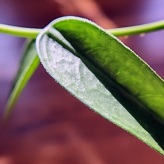 Hoya burmanica leaf