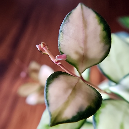 New growth on Hoya heuschkeliana