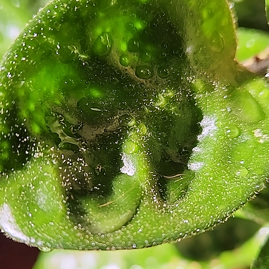 Hoya carnosa 'Krinkle 8' leaf