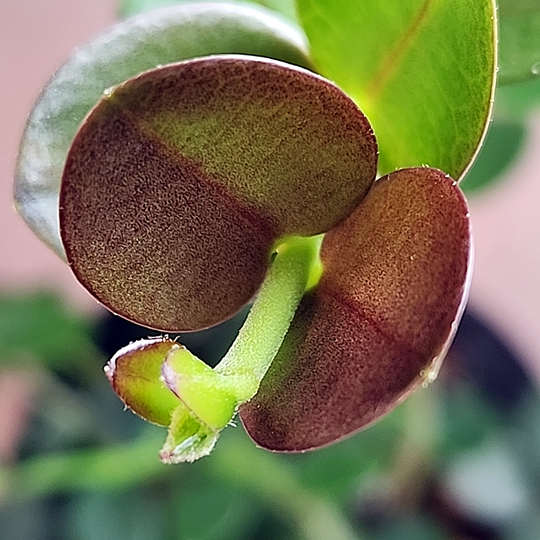 Hoya cumingiana