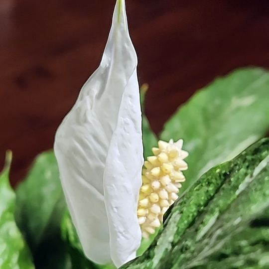 Spathiphyllum 'Domino', variegated spathiphyllum / peace lily, bract and spadix