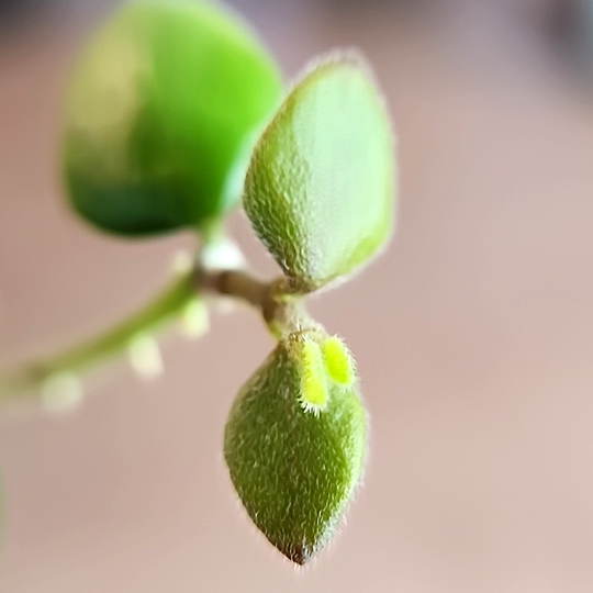 An image of a leaves and new growth on Hoya chinghungensis