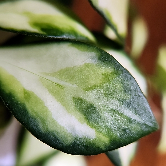 Hoya heuschkeliana (variegated) leaf