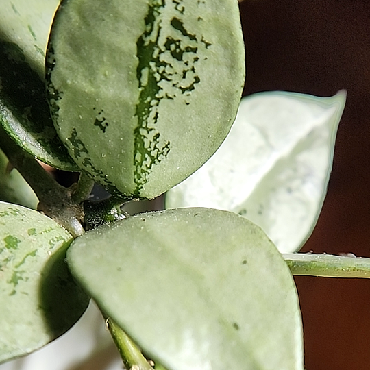 Hoya krohniana 'Super Silver'