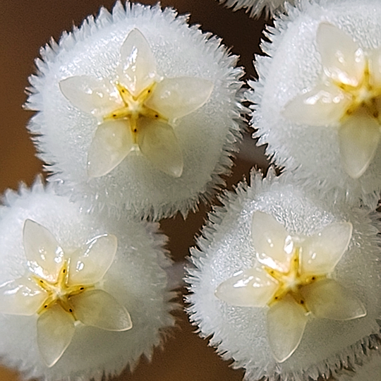 An image of the blossoms on Hoya lacunosa 'Amarillo'