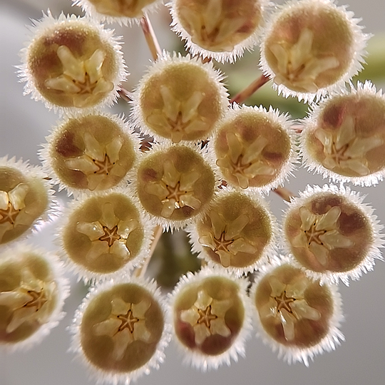 An image of Hoya mirabilis 'Clone B' blossoms