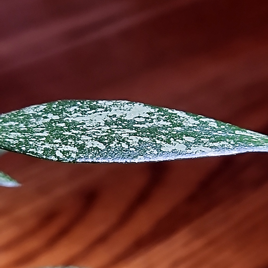 Hoya parviflora